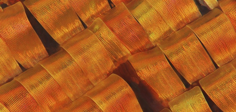Mark R Smith, Macroscopic Solutions